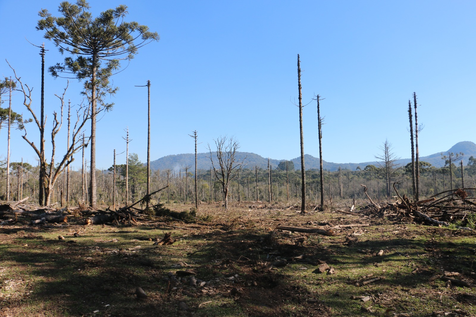 Departamento de perícia ambiental acelera resposta do Paraná a crimes contra fauna e flora