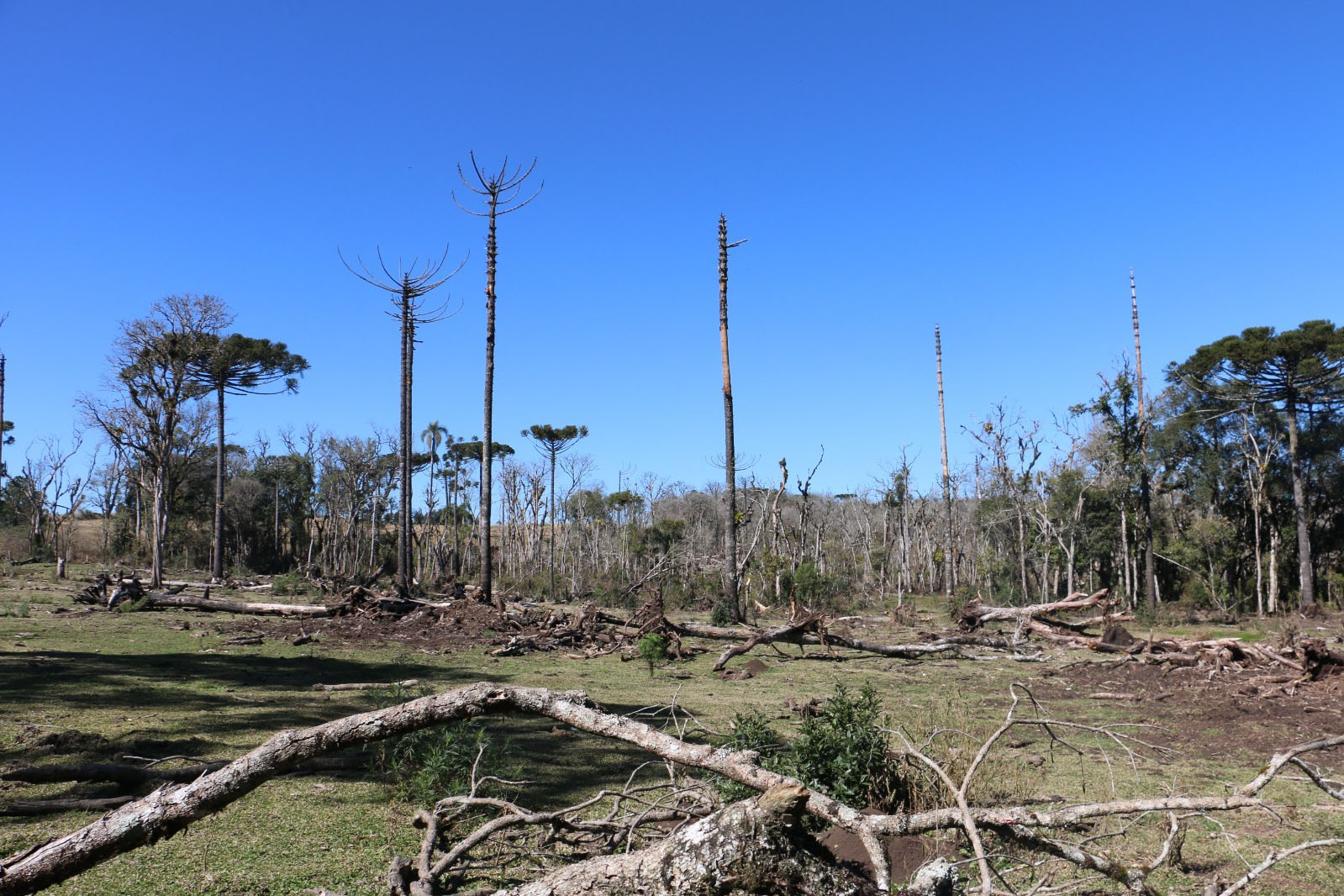 Departamento de perícia ambiental acelera resposta do Paraná a crimes contra fauna e flora